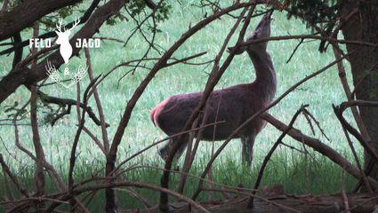 Kahlwildjagd in Brandenburg 2.0 - Feld und Jagd 