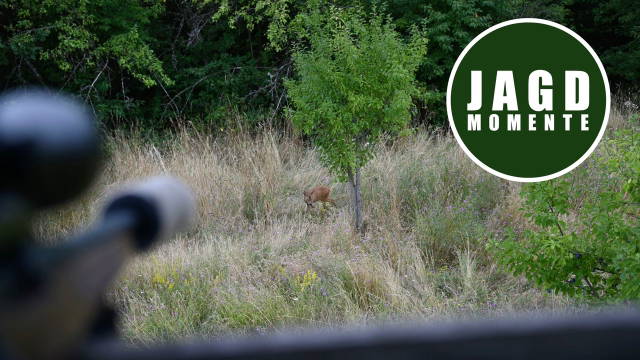 Der perfekte Abschussbock liegt | JagdMomente