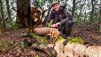 Britische Vampire - auf Muntjak und CWD in England