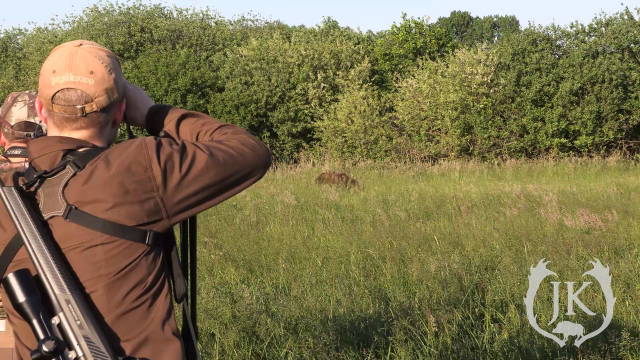 Das polnische Brunftrevier mit tagaktiven Sauen, Dam,-Rotwild im Mai zur Bockjagd