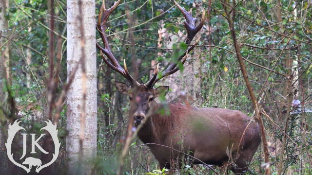Rothirsch Brunft in serbischen Auen - Der Weg zu meinem Hirsch