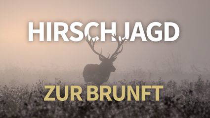 Mit Hirsch im Herzen – Auf Brunfthirsch mit Doppelbüchse