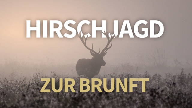 Mit Hirsch im Herzen – Auf Brunfthirsch mit Doppelbüchse