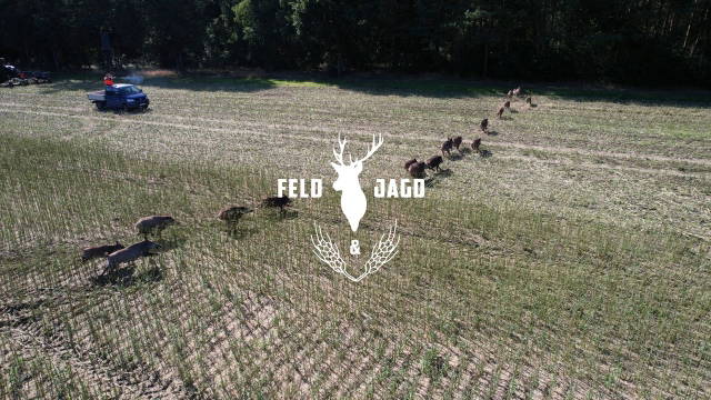 Erntejagd in der Heide - Feld und Jagd