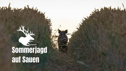 SAUENJÄGER | Sommerjagd auf Sauen