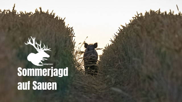 SAUENJÄGER | Sommerjagd auf Sauen