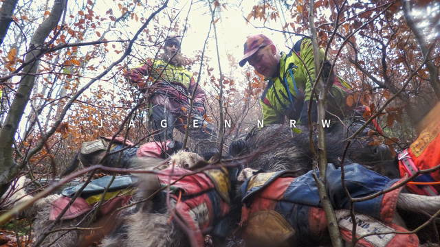 Drückjagd in der Brombeer-Hölle mit der Sauhund-Meute