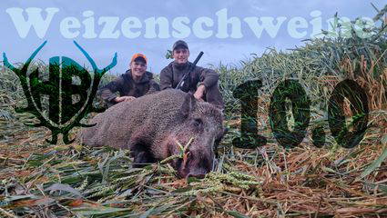 Weizenschweine 10.0