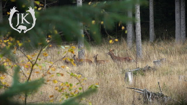 Rotwild Drückjagd im Toprevier der Eifel