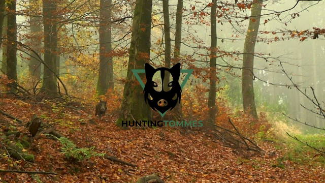Drückjagden in der Eifel 2024