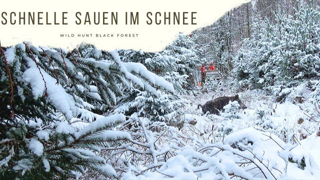 Schnelle Sauen im Schnee -Drückjagd bei den Reilmanns-