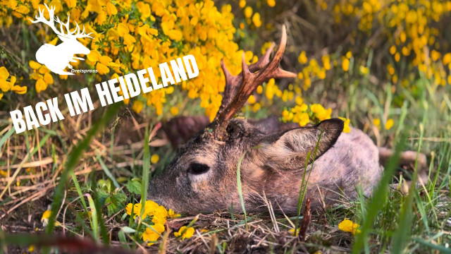 Back im Heideland | BOCKJÄGER