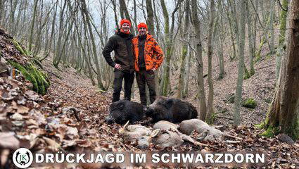 Königs Drückjagd im Schwarzdorn