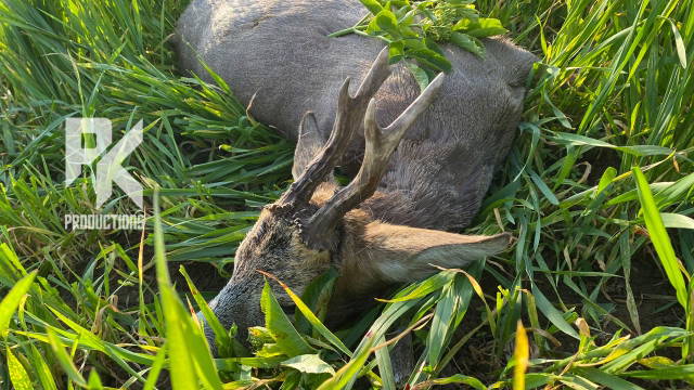 ERFOLGREICH AUF ABNORME - Rehbockjagd in Ungarn 2024 - Teil 5