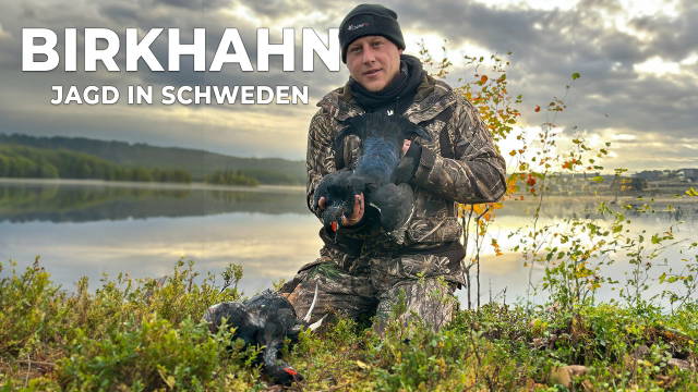 Birkhahn Jagd im Lappland: Hier balzen die Vögel das ganze Jahr 