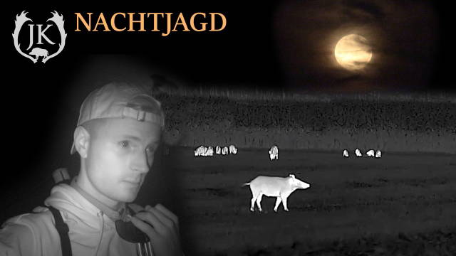 Nachtjagd auf Sauen im Jagdjahr