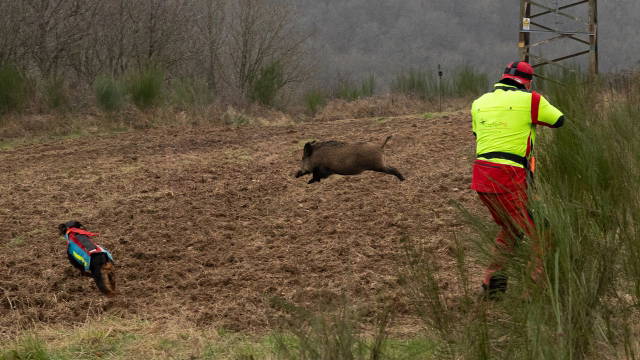 Drückjagd des Jahres 2024 - Spannung in der Dickung