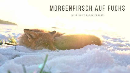 Morgenpirsch auf Fuchs