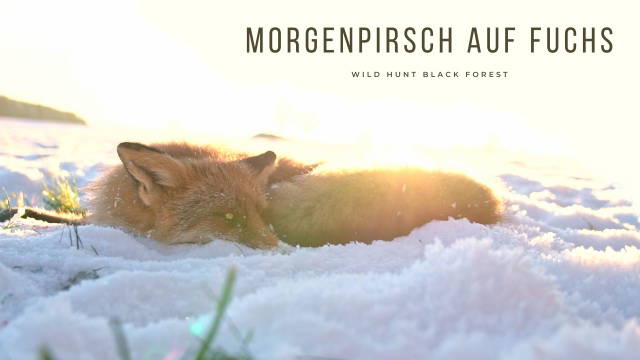 Morgenpirsch auf Fuchs