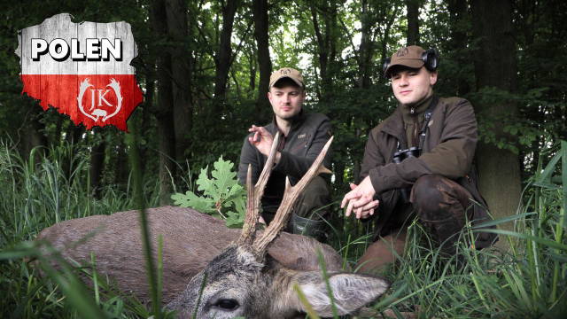 Mai Bockjagd in Niederschlesien Polen