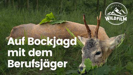 Auf Bockjagd mit dem Berufsjäger