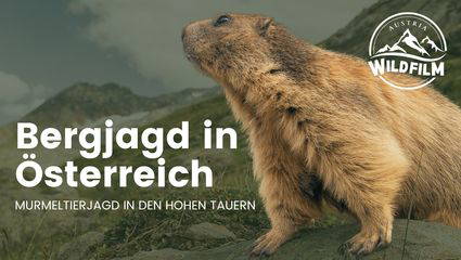 Murmeltierjagd in den Hohen Tauern