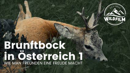 Brunftbock in Österreich, oder wie man Freunden eine Freude macht Teil 1