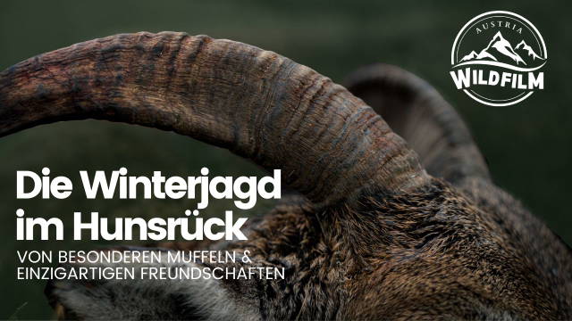 Die Winterjagd im Hunsrück - Von besonderen Muffeln & einzigartigen Freundschaften