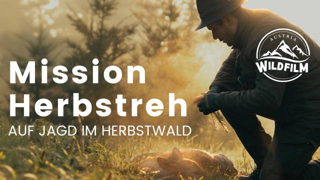 Mission Herbstreh - Auf Jagd im Herbstwald