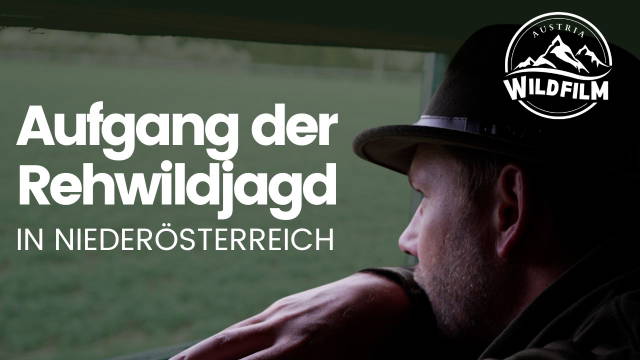 Aufgang der Rehwildjagd in Niederösterreich