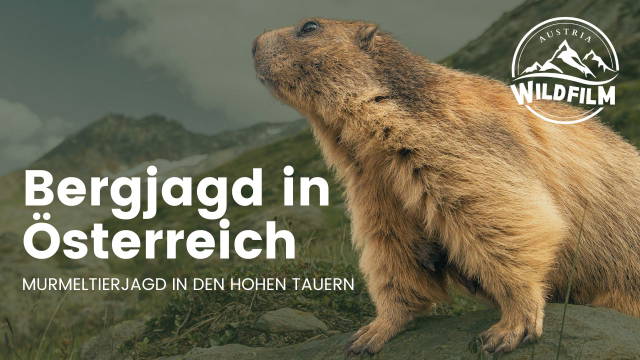 Murmeltierjagd in den Hohen Tauern