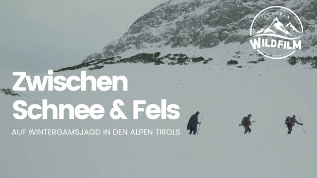 Zwischen Schnee & Fels, Jagd auf Wintergams in den Alpen Tirols