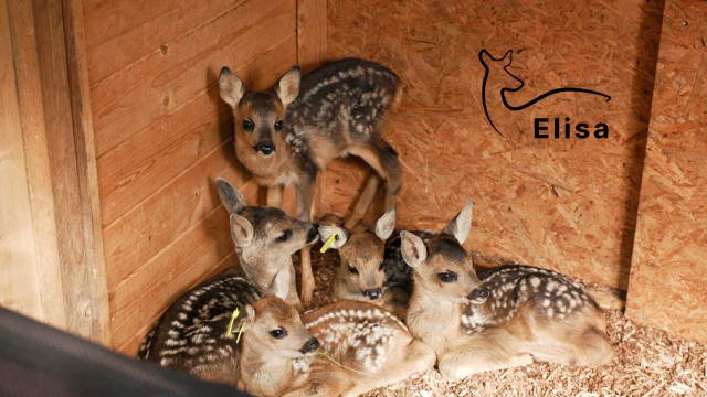 Wildtieraufzucht hautnah: Zu Besuch bei Alex von @lebenunterrehen