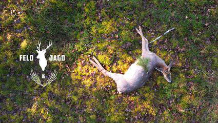Kahlwildjagd in Brandenburg 3.0
