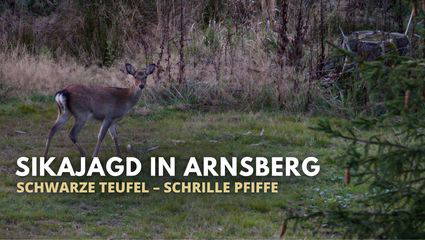 Sikajagd im Oktober – Jagdwochenende zur Brunft im Arnsberger Wald