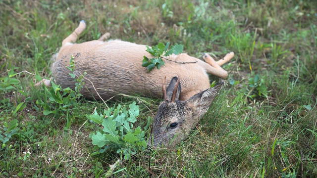 Bockjagd zwischen Muffeln & Rotwild - Jagd im Hunsrück mit Copterpro