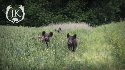 Weizenpirsch auf Sauen in Mecklenburg-Vorpommern Teil 2