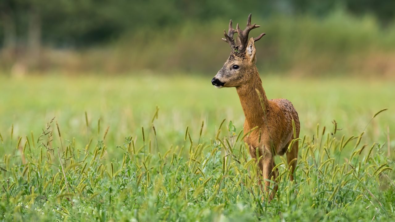 hunting