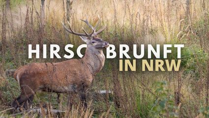 Die Suche nach dem alten Hirsch – Rotwildbrunft in NRW