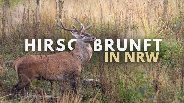 Die Suche nach dem alten Hirsch – Rotwildbrunft in NRW