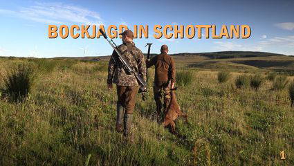 Bockjagd in Schottland #1