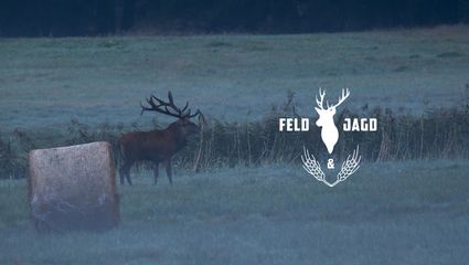 Die Jagd auf den König des Waldes - Feld und Jagd 