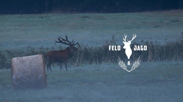 Die Jagd auf den König des Waldes - Feld und Jagd 