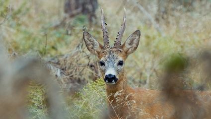 Abenteuer Schweden I Bockjagd in Trolle Ljungby I Teil 1
