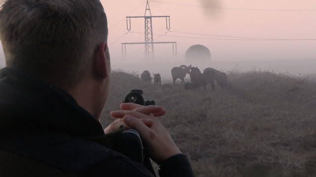 STARKE Rudel machen es nicht leicht! - Jagd auf Rot & Muffelwild