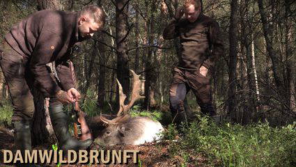 Damhirschjagd zur Brunft - Der erste mehrjährige Hirsch
