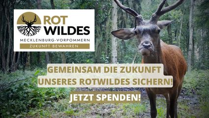 Die Zukunft des Rotwildes sichern
