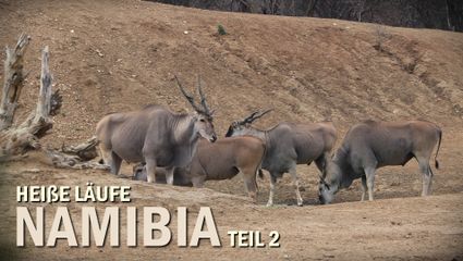 "Heiße Läufe" Jagd in Namibia 2025 Teil 2