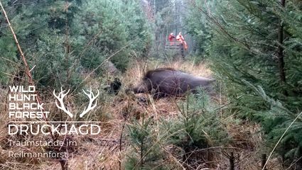 Traumstände im Reilmannforst - 3x Waidmannsheil für Maxi