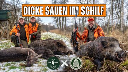 Spannende Schilfdrückjagd im Norden